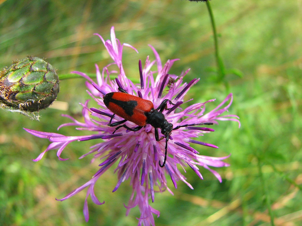 Svariati coleotteri da identificare